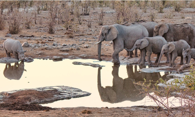 10-Day Namibia Safari - Sossusvlei, Etosha & Damaraland