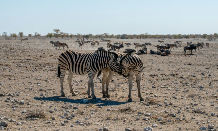 6-Day Namibia Camping Safari - Sossusvlei, Swakopmund & Etosha
